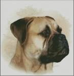 (image for) Bullmastiff